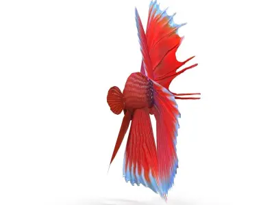 Betta Fish Low-poly 3D model
