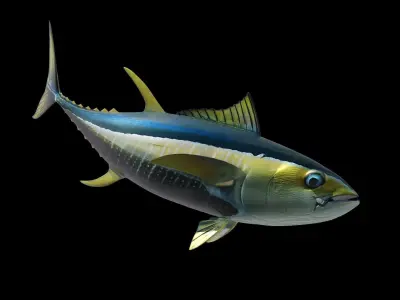 Yellowfin Tuna Fish Low-poly 3D model