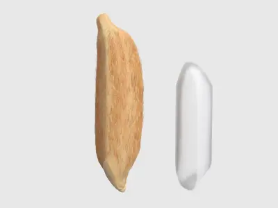 Rice grain dry and raw  Low-poly 3D model