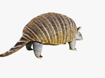 Armadillo Free 3D model
