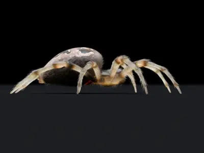 Garden Spider Low-poly 3D model