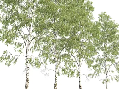 Birch forest part 03 3D model