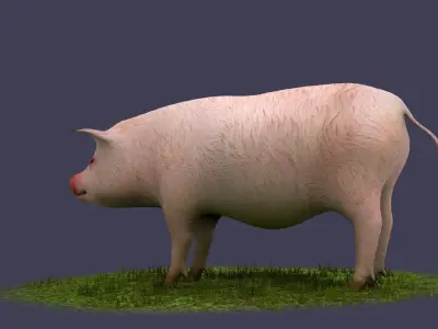 Pig wild Farm Teeth Eyes Trousers Dress Animals mammal 3D model