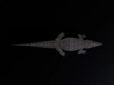 Dwarf Crocodile Low-poly 3D model