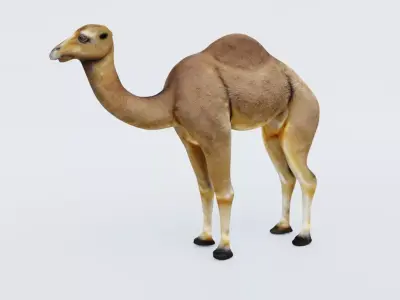 Camel Free 3D model buy
