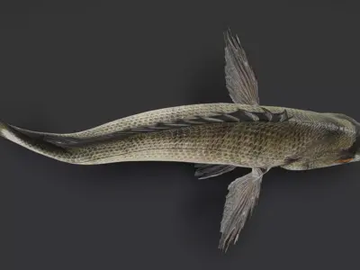 Seabream Animated 3D model