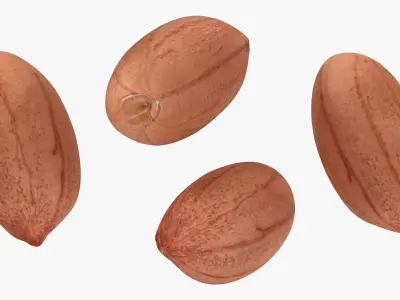 Peanut Kernel Collection 3D model