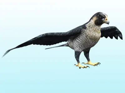 Falcon Bird Low-poly 3D model