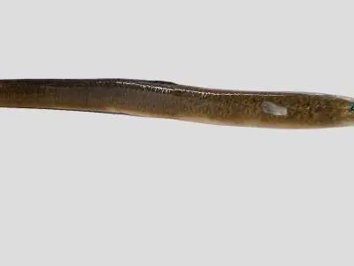 Giant Mottled Eel Realistic Animated Low-poly 3D model