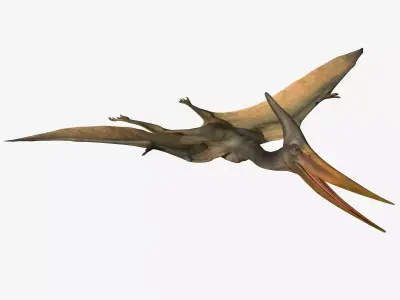 Pteranodon dinosaur Low-poly 3D model