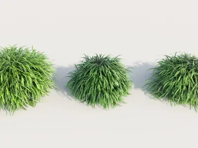Hakonechloa macra b 3D model