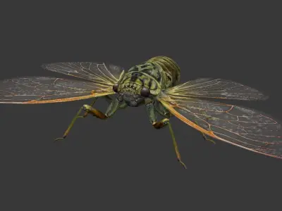 Cicada moth Low-poly 3D model