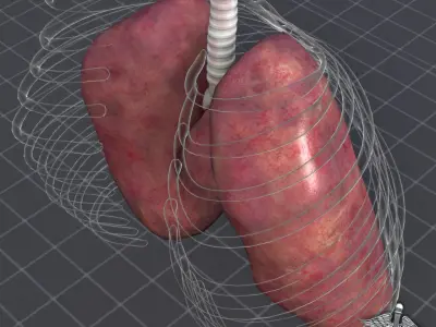 Lungs External 3D model