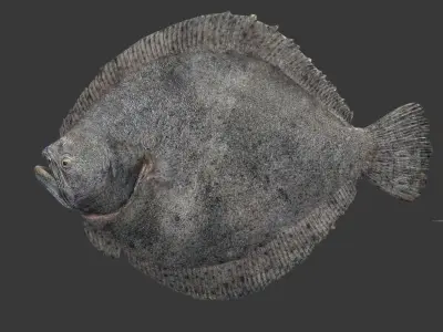 flounder fish Low-poly 3D model