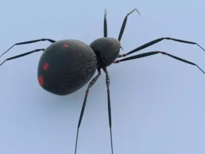 Spider Black Widow 3D model