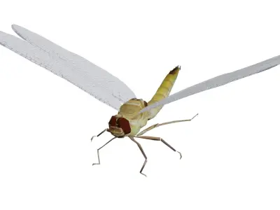 Low poly dragonfly Low-poly 3D model