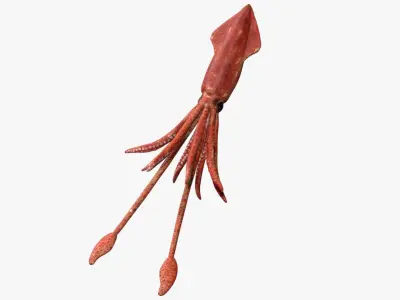 squid transparent Low-poly 3D model