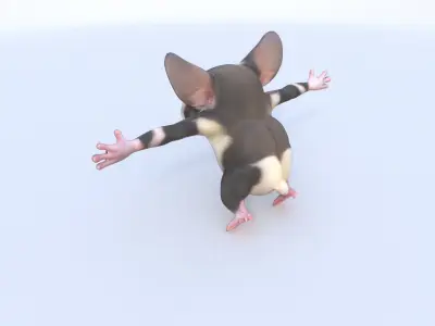 Sugar Glider 3D model