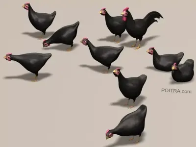 Chicken Ranch - Rooster and 9 Posed Hens - Black -  3D model