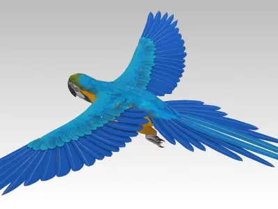 Blue and Yellow Macaw Low-poly 3D model
