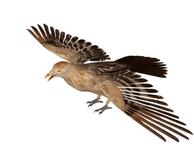 Guira Cuckoos Bird Low-poly 3D model