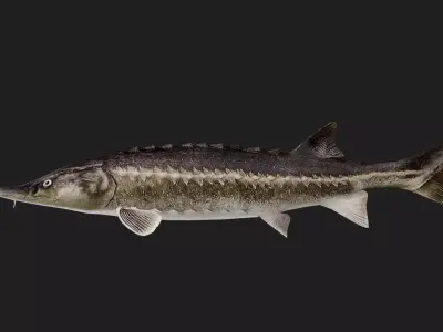 Sturgeon Low-poly 3D model
