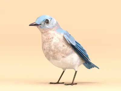 3D Bird Pack Eastern Bluebird Male and Female Low-poly 3D model