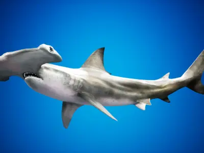 Hammerhead Shark with UE4 Support Low-poly 3D model