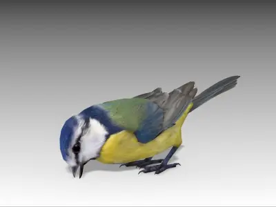 Blue tit Low-poly 3D model