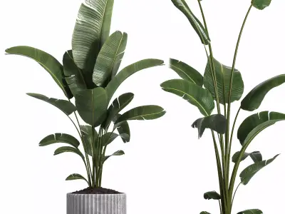 indoor plant 040 3D model