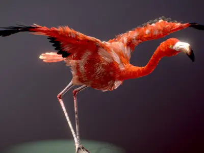 American Flamingo 3D model