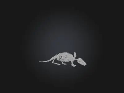 Realistic Armadillo Skeleton Model Low-poly 3D model