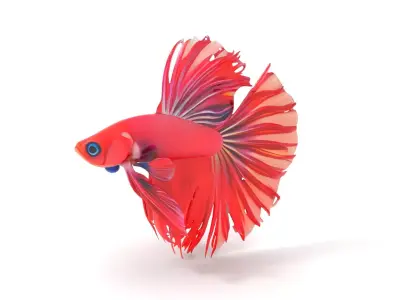 Vibrant Betta Fish model pack Low-poly 3D model