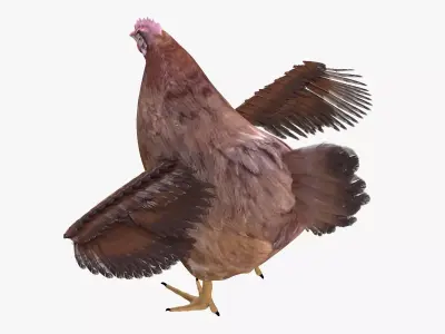 Chicken bird rigged 3d model Low-poly 3D model