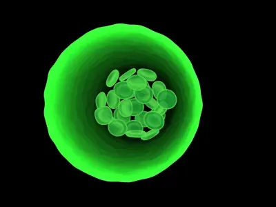 Leech Blood Cells In Segment 3D model
