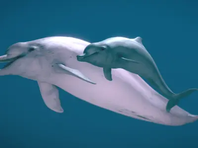 Indo-Pacific Humpback Dolphin 3D model