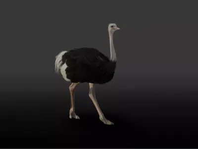 Ostrich Animated 3D model