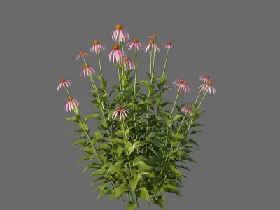XfrogPlants Echinacea Purpurea  3D model