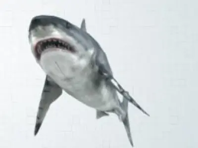 shark great jigsaw puzzle 3D model