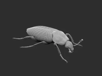 Black Insect Beetle Thanatophilus Sinuatus Low-poly 3D model