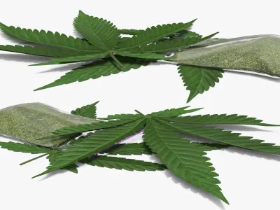 Cannabis Leafs with Dried Marijuana Green 3D model