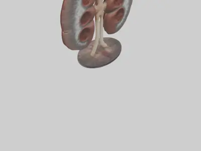 Falcon Kidneys 3D model