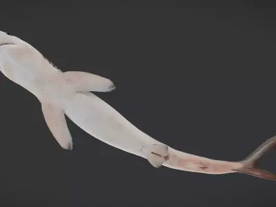 Realistic Blue Shark Animated 3D model