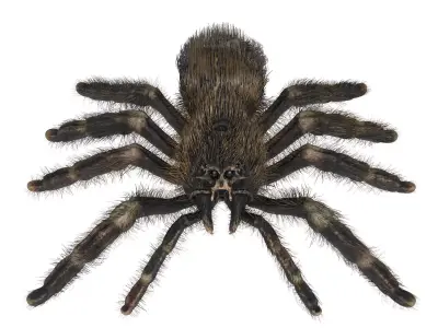 Psalmopoeus Cambridgei 3D model