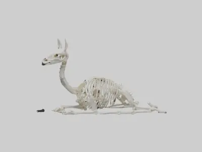 Lying Skeleton Alpaca 1 Low-poly 3D model