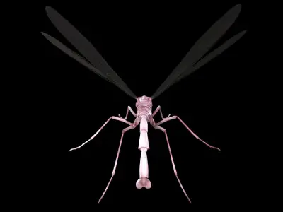 MosquitoVampire flying insect Low-poly 3D model