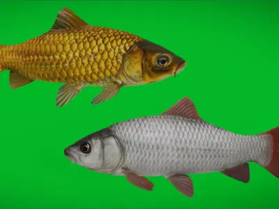 Asian Carp Fishes Low-poly 3D model