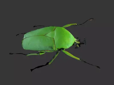 Dicronorhina Micans Male 3D model