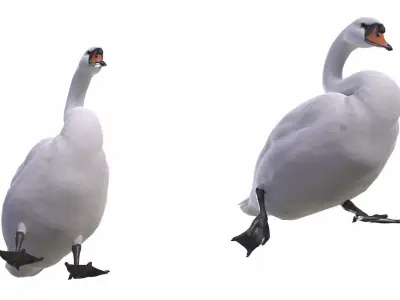Mute Swan 3D model