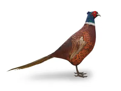 Pheasant 3D model